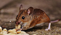 24 Hour & Emergency Exterminators in Mount Clemens, MI